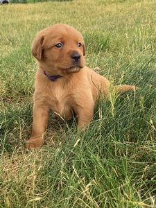 Purple Collar